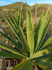 Agave fourcroydes