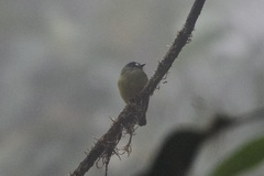 Myiotriccus ornatus