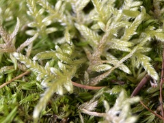 Hypnum jutlandicum
