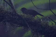 Arremon castaneiceps