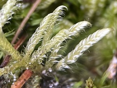 Hypnum jutlandicum