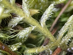 Hypnum jutlandicum