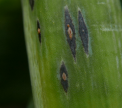 Pucciniaceae