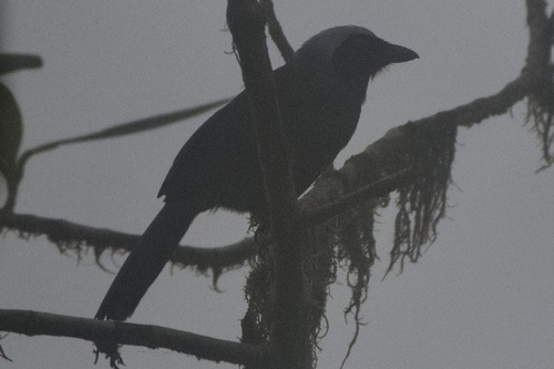 Beautiful Jay (Cyanolyca pulchra), photo 6