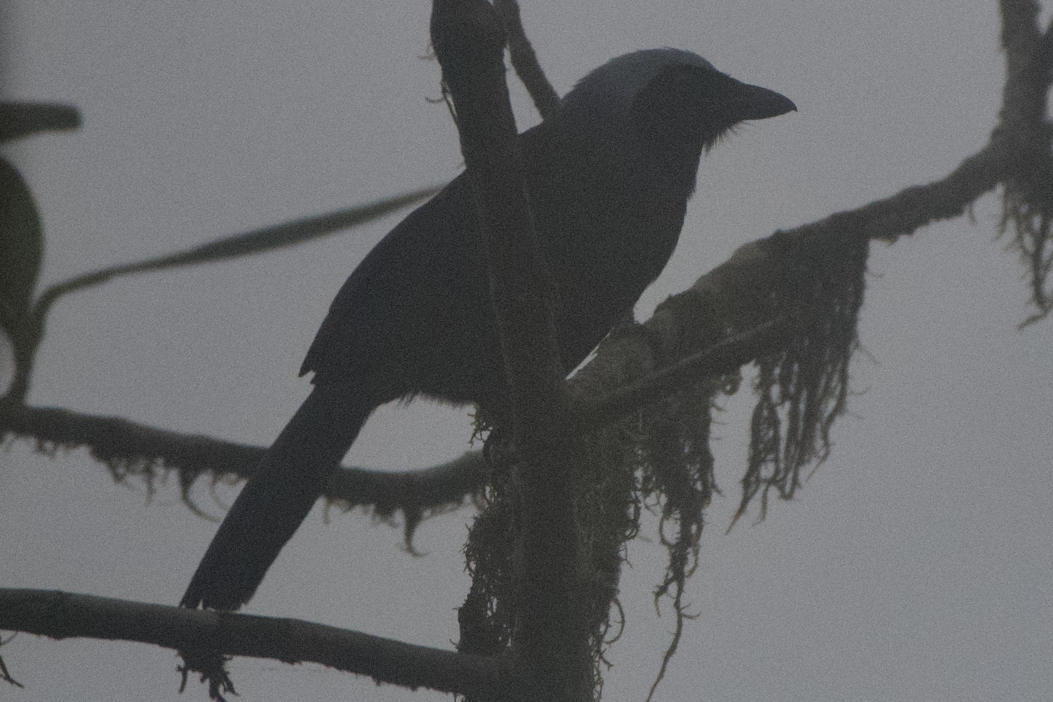 Beautiful Jay (Cyanolyca pulchra), photo 2