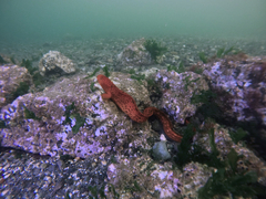 Anarrhichthys ocellatus
