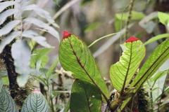 Columnea purpurata