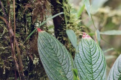 Columnea purpurata