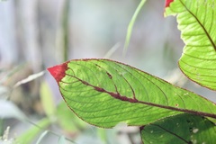 Columnea purpurata