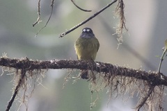 Myiotriccus ornatus