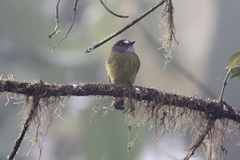 Myiotriccus ornatus