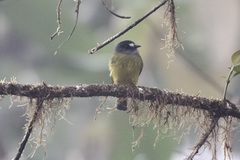 Myiotriccus ornatus