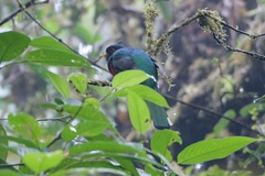Trogon personatus