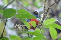 Trogon personatus