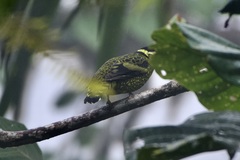 Ampelioides tschudii