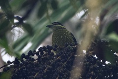 Ampelioides tschudii