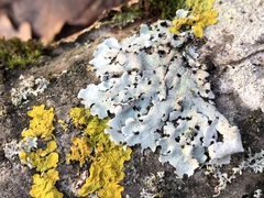 Parmelina tiliacea