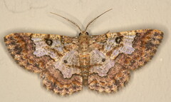 Zamarada pulverosa