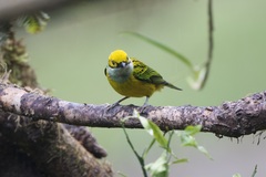 Tangara icterocephala