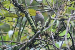 Cranioleuca erythrops