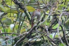 Cranioleuca erythrops