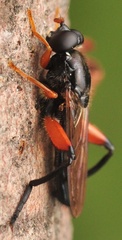 Chalcosyrphus valgus