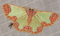 Zamarada scintillans