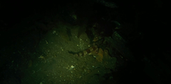 Oxylebius pictus