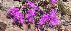 Lampranthus falcatus