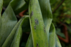 Pucciniaceae