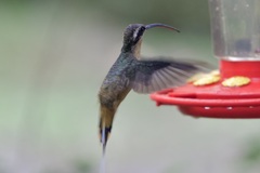 Phaethornis syrmatophorus