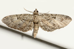 Eupithecia interruptofasciata