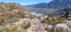 Lampranthus falcatus