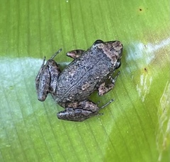 Eleutherodactylus planirostris