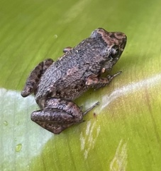 Eleutherodactylus planirostris