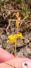Bulbine favosa