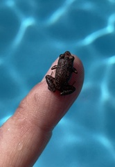 Eleutherodactylus planirostris