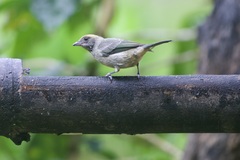 Stilpnia vitriolina