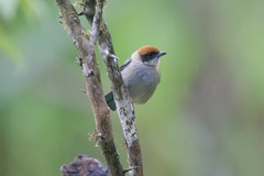 Stilpnia vitriolina