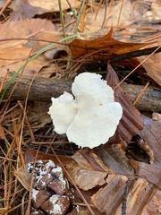 Neofavolus americanus