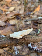 Neofavolus americanus