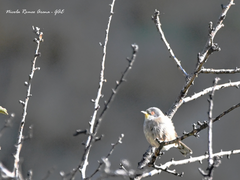 Curruca melanocephala