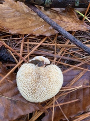 Neofavolus americanus