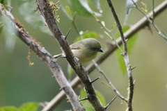 Euphonia laniirostris