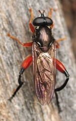 Chalcosyrphus