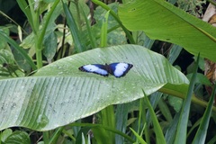 Morpho helenor