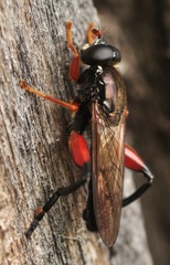 Chalcosyrphus