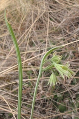 Gagea fragifera