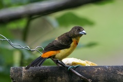 Ramphocelus flammigerus