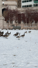 Branta canadensis